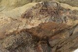 Dinosaur Tendons and Bones in Situ - Lance Formation, Wyoming #227502-3